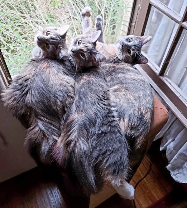 /Images/uploads/Friends of Seal Beach Animal Care Center/2022sbacc/entries/21535thumb.jpg